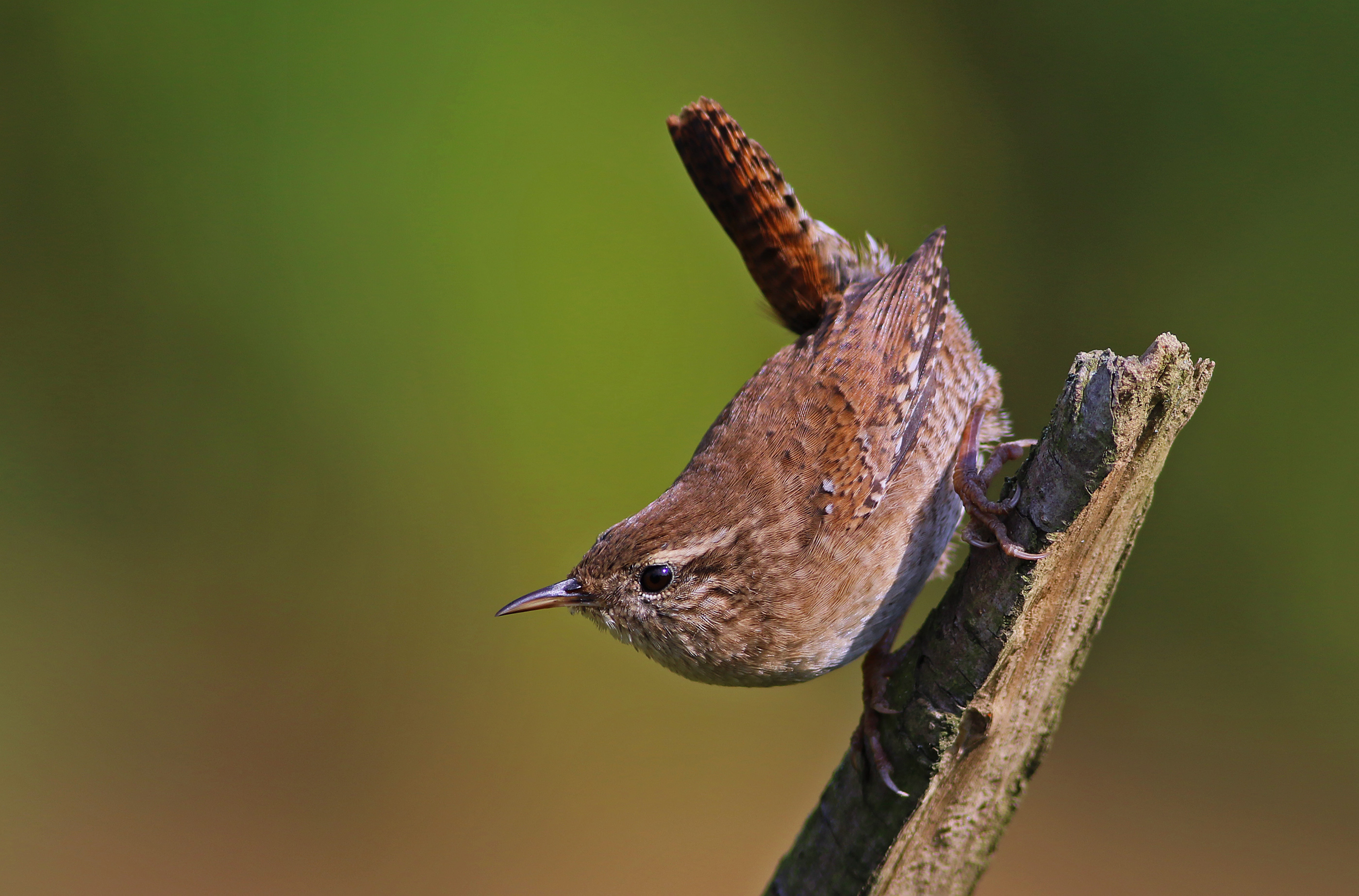 Eurasian Wren